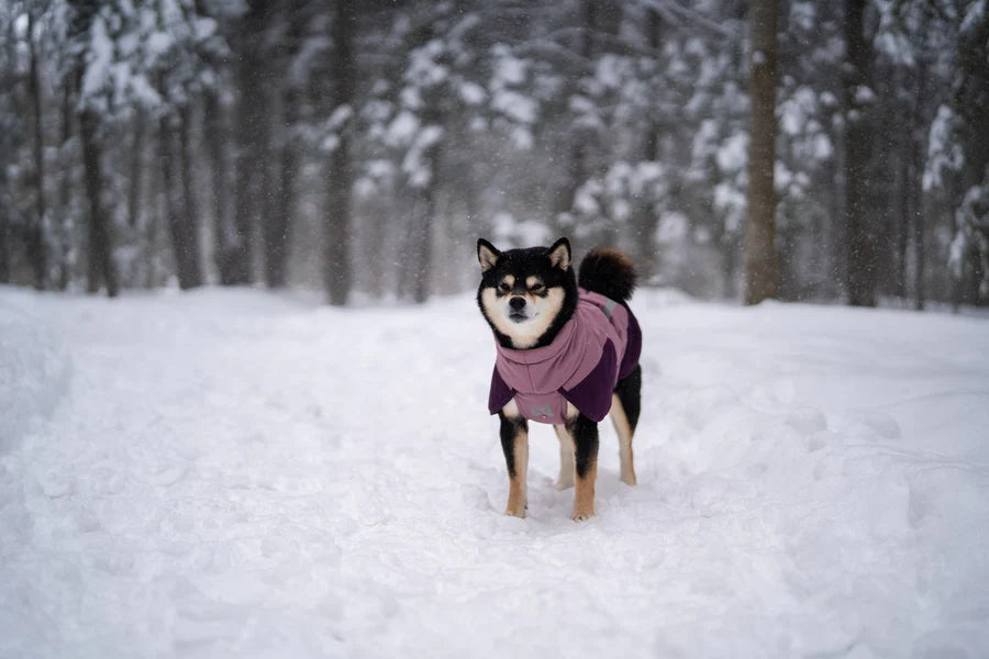 Non-Stop Glacier jacket 3.0 koiran takki  - Mauve