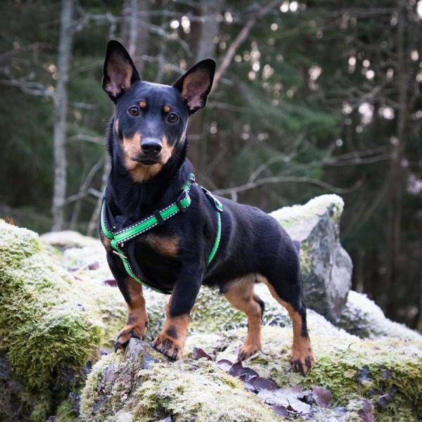 Finnero Rescue-valjas Vihreä