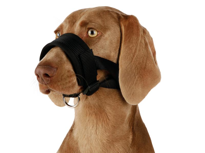 TopDog