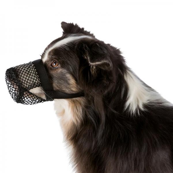 TopDog