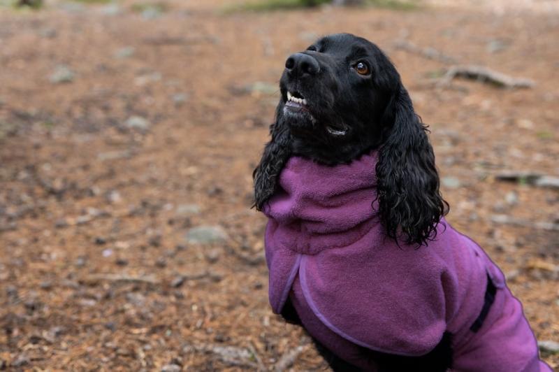 BathPomppa – Koiran kylpytakki, Blum