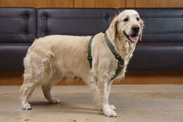 Finnero Salon Valjas koiralle - Metsänvihreä