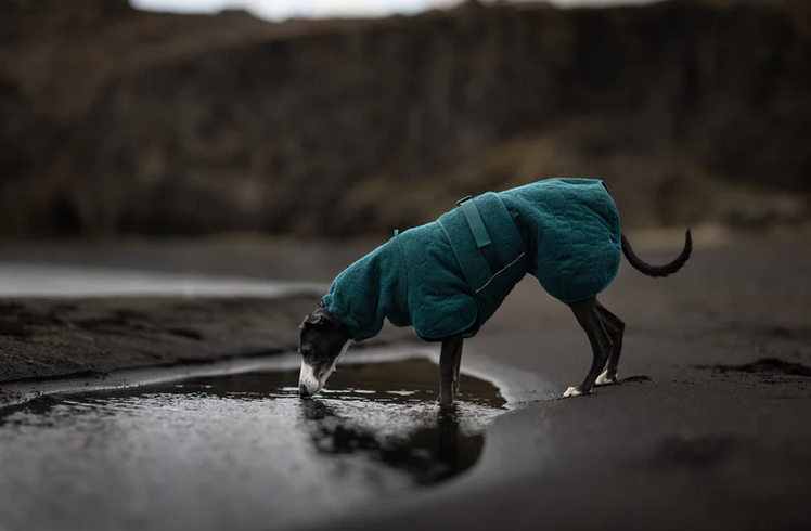 Non - Stop Dryin Coat - kylpytakki, dark teal